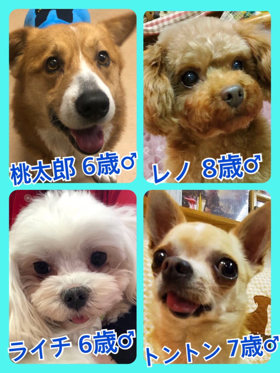 🐾今日の里親様募集中ワンコ🐶メンバーです🐾2020,2,5